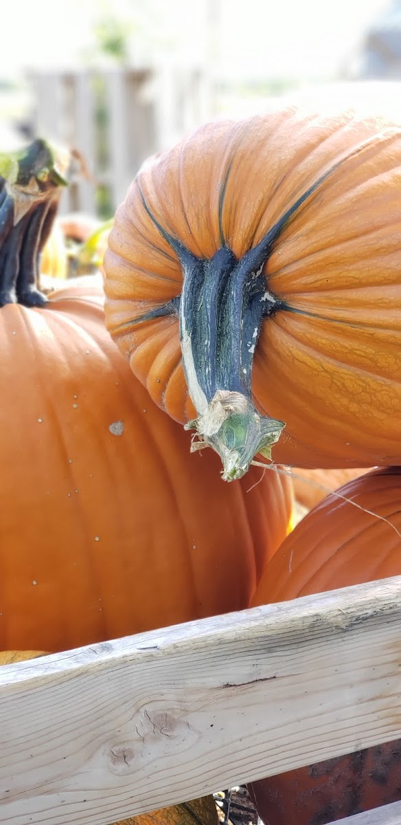 Ellis' Harvest Home photo 2