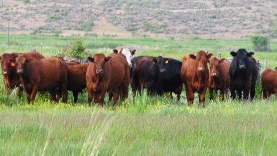 Cunningham Pastured Meats