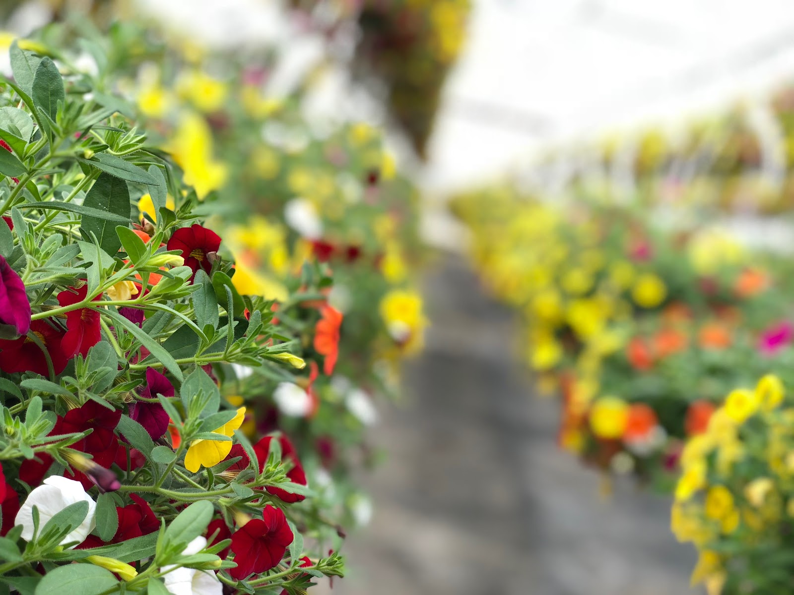 Bauman's Farm and Garden photo 26