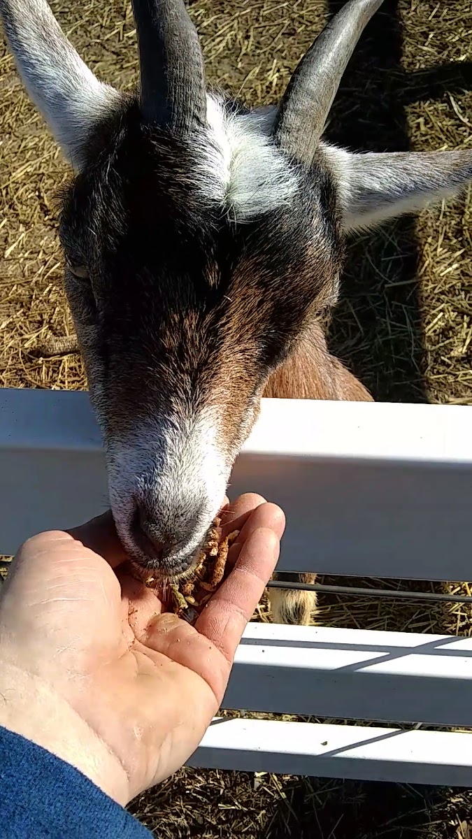 Bauman's Farm and Garden photo 27