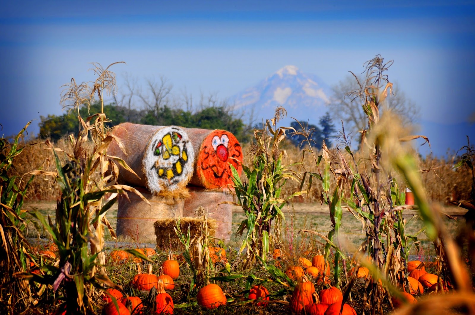 Bauman's Farm and Garden photo 29