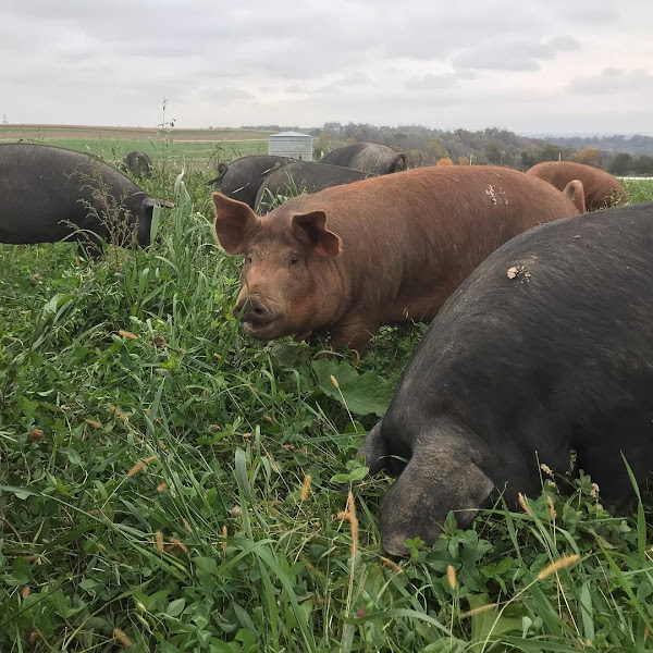 Seven Seeds Farm photo 2