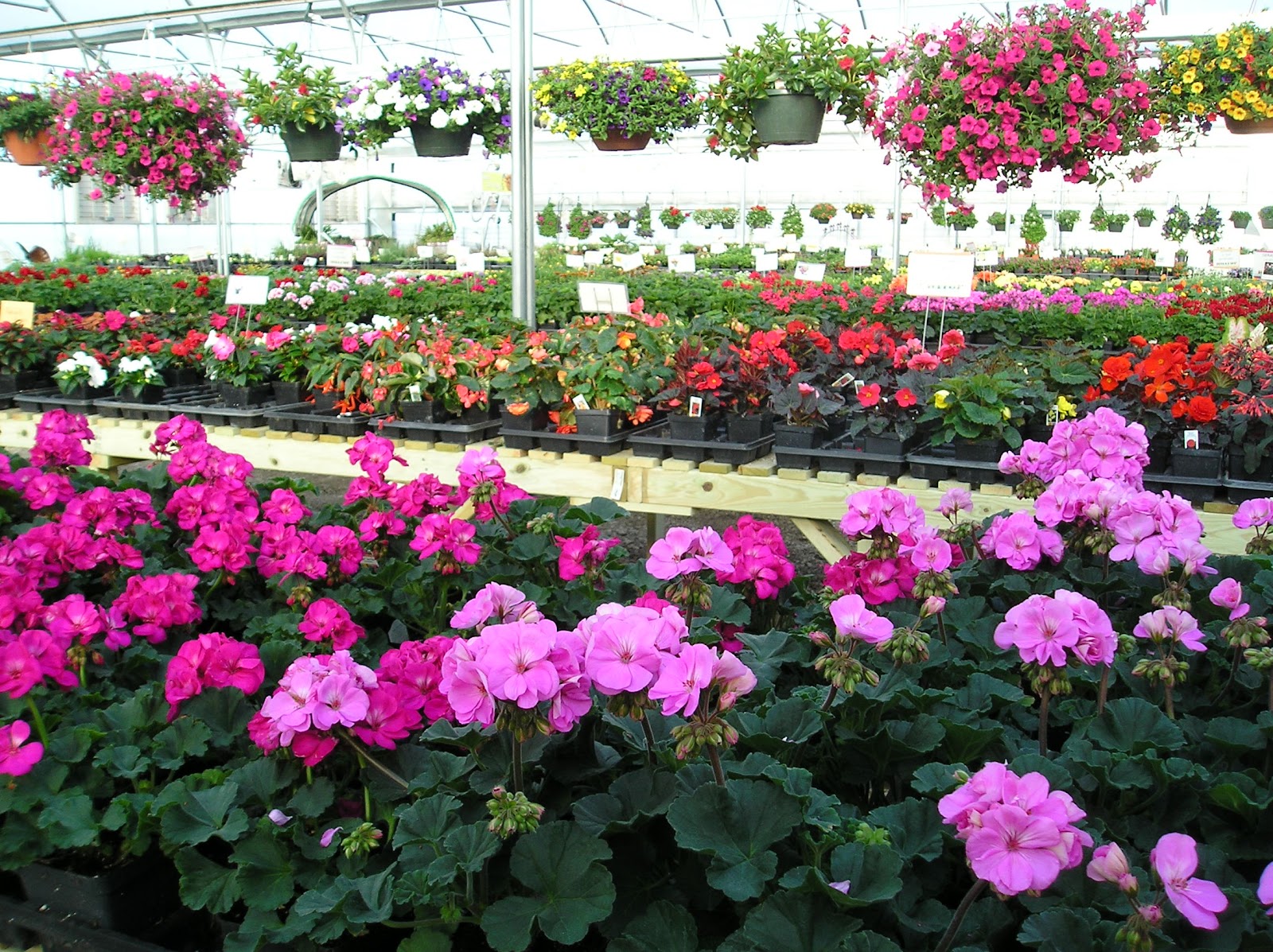 Hilltop Greenhouse and Farm photo 3