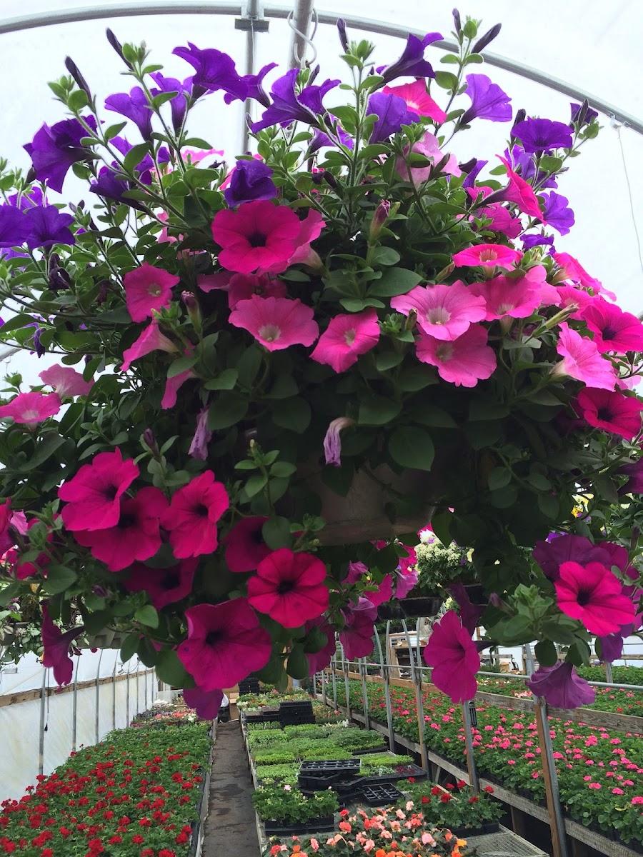 Hilltop Greenhouse and Farm photo 4