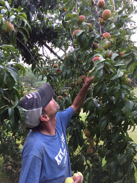 Marshfield Farmers' Market, MA photo 2