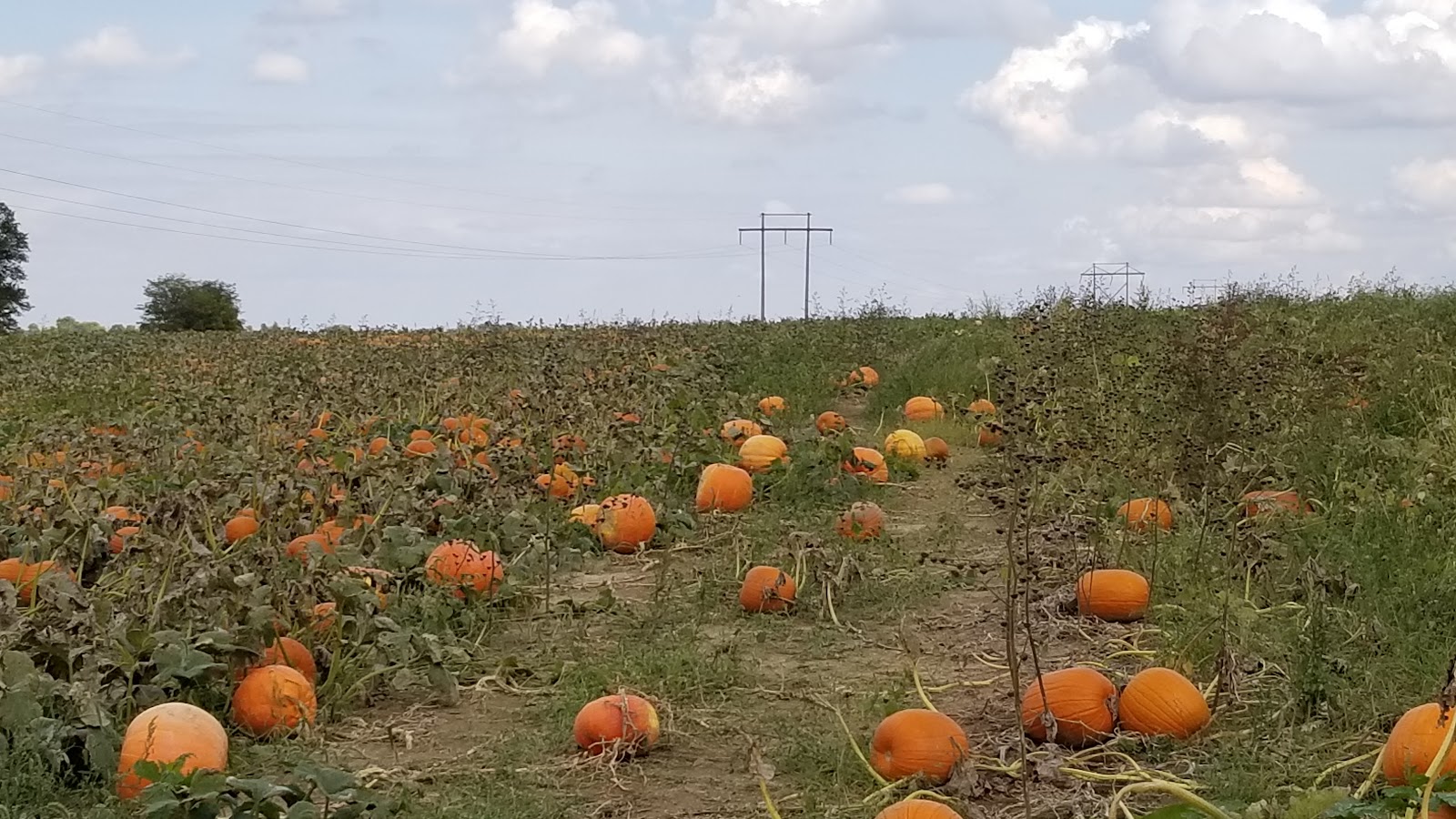 Fruit Full Acres