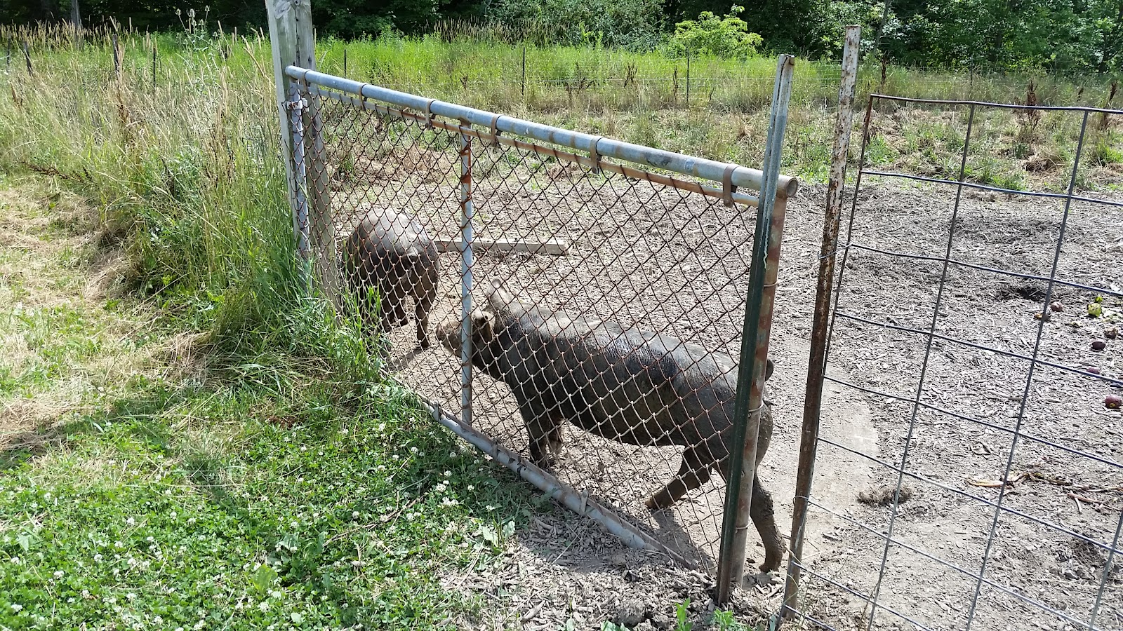 Herman Hills Farm photo 2