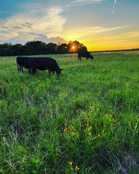 Vrooman Ranch - Grass-fed and finished beef photo 2