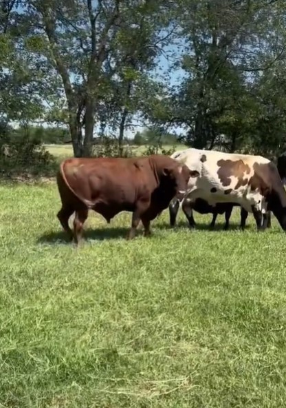 Vrooman Ranch - Grass-fed and finished beef photo 3