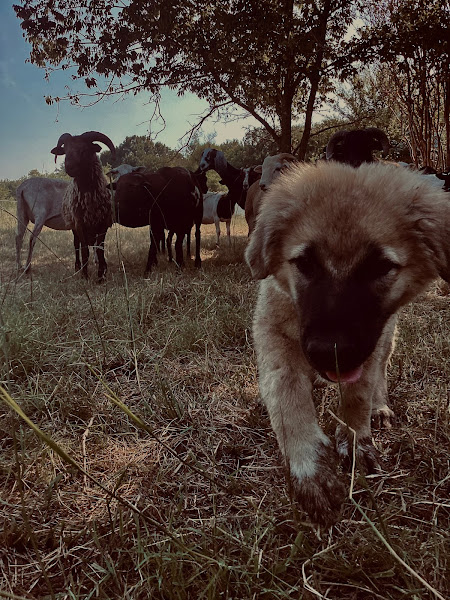 Vrooman Ranch - Grass-fed and finished beef photo 6