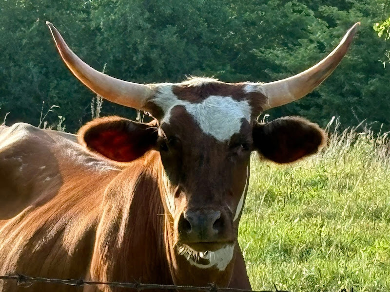 Vrooman Ranch - Grass-fed and finished beef photo 9