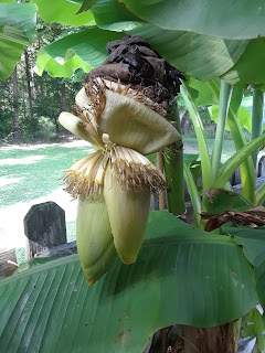 Hite Horticulture, Inc. photo 11