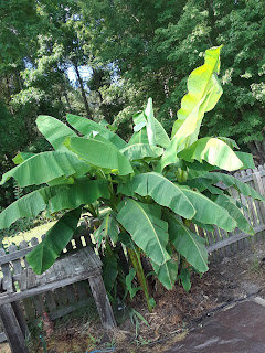 Hite Horticulture, Inc. photo 12