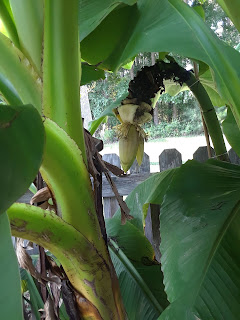 Hite Horticulture, Inc. photo 13
