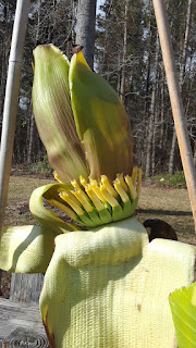 Hite Horticulture, Inc. photo 20