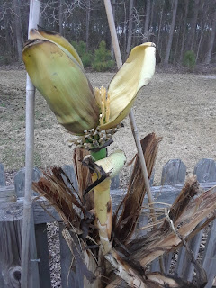 Hite Horticulture, Inc. photo 21