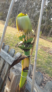 Hite Horticulture, Inc. photo 23
