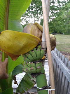 Hite Horticulture, Inc. photo 25
