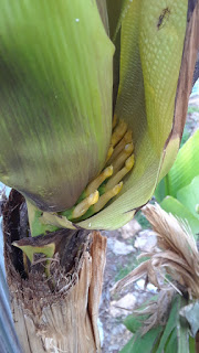 Hite Horticulture, Inc. photo 4