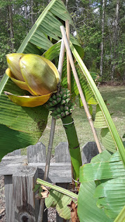 Hite Horticulture, Inc. photo 6