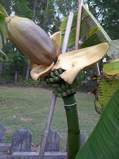 Hite Horticulture, Inc. photo 7