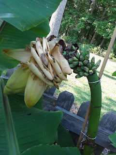 Hite Horticulture, Inc. photo 9