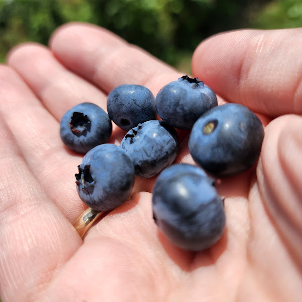 Billy Boy's Blueberry Barn photo 2