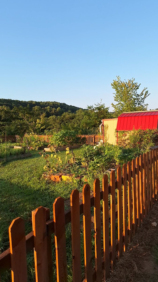 New Harvest Park Farmers Market photo 3