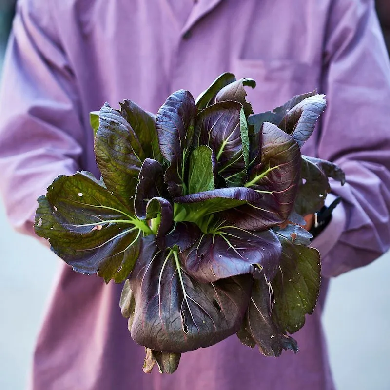 New Harvest Park Farmers Market