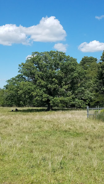 Belted Oak Ranch photo 2