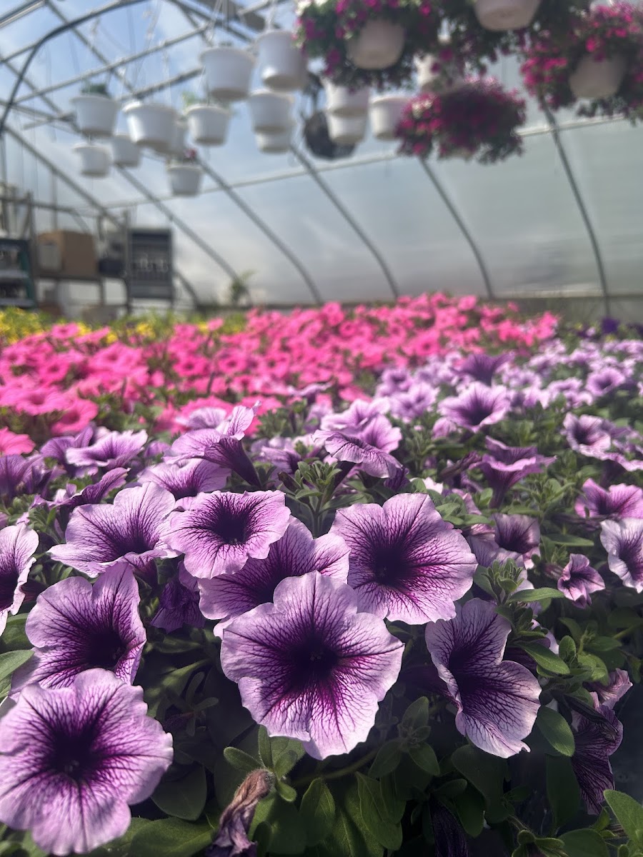 Fruth's Sugar House, Greenhouse & Floral Shop photo 2