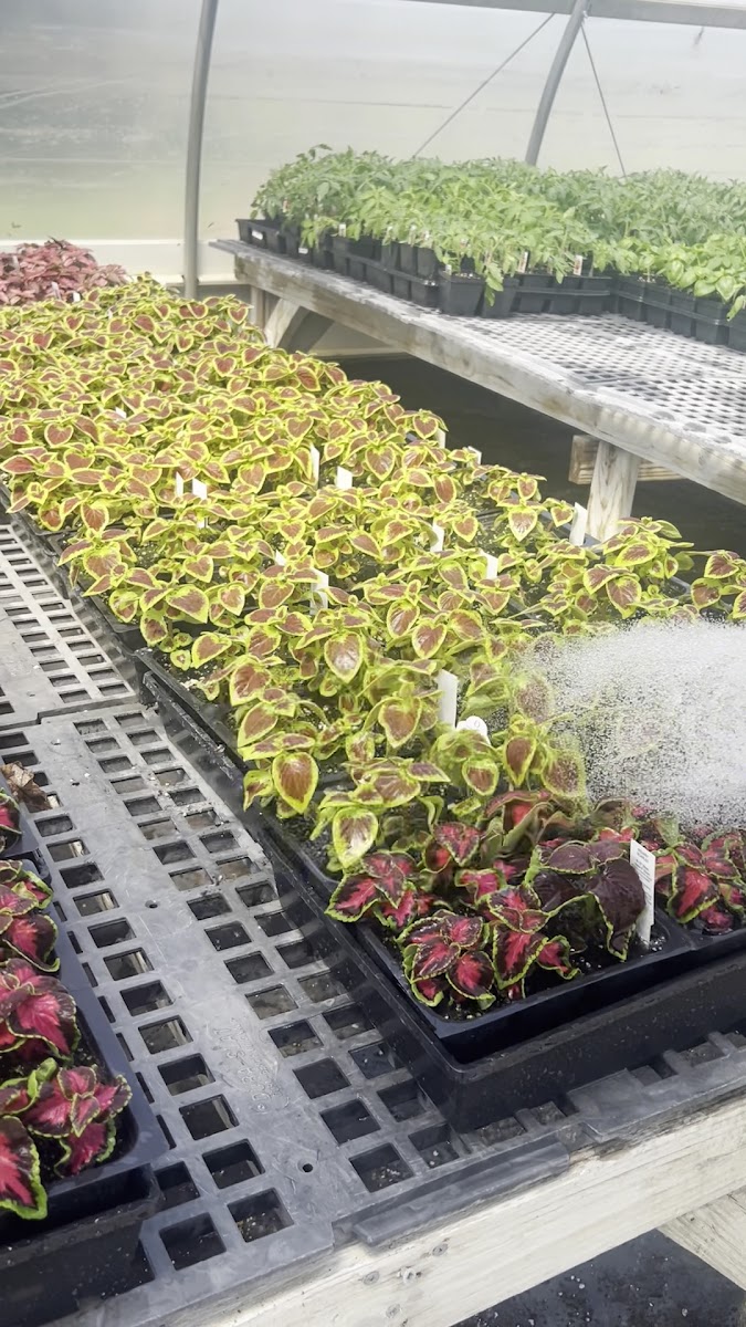 Fruth's Sugar House, Greenhouse & Floral Shop photo 3