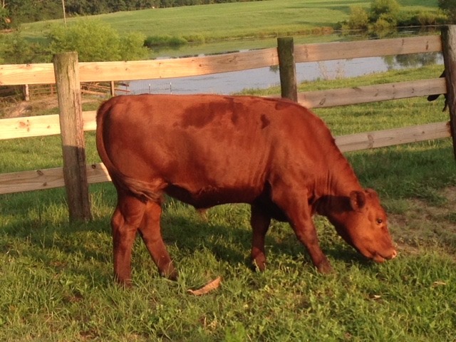 Terrace Ridge Farm, LLC photo 5