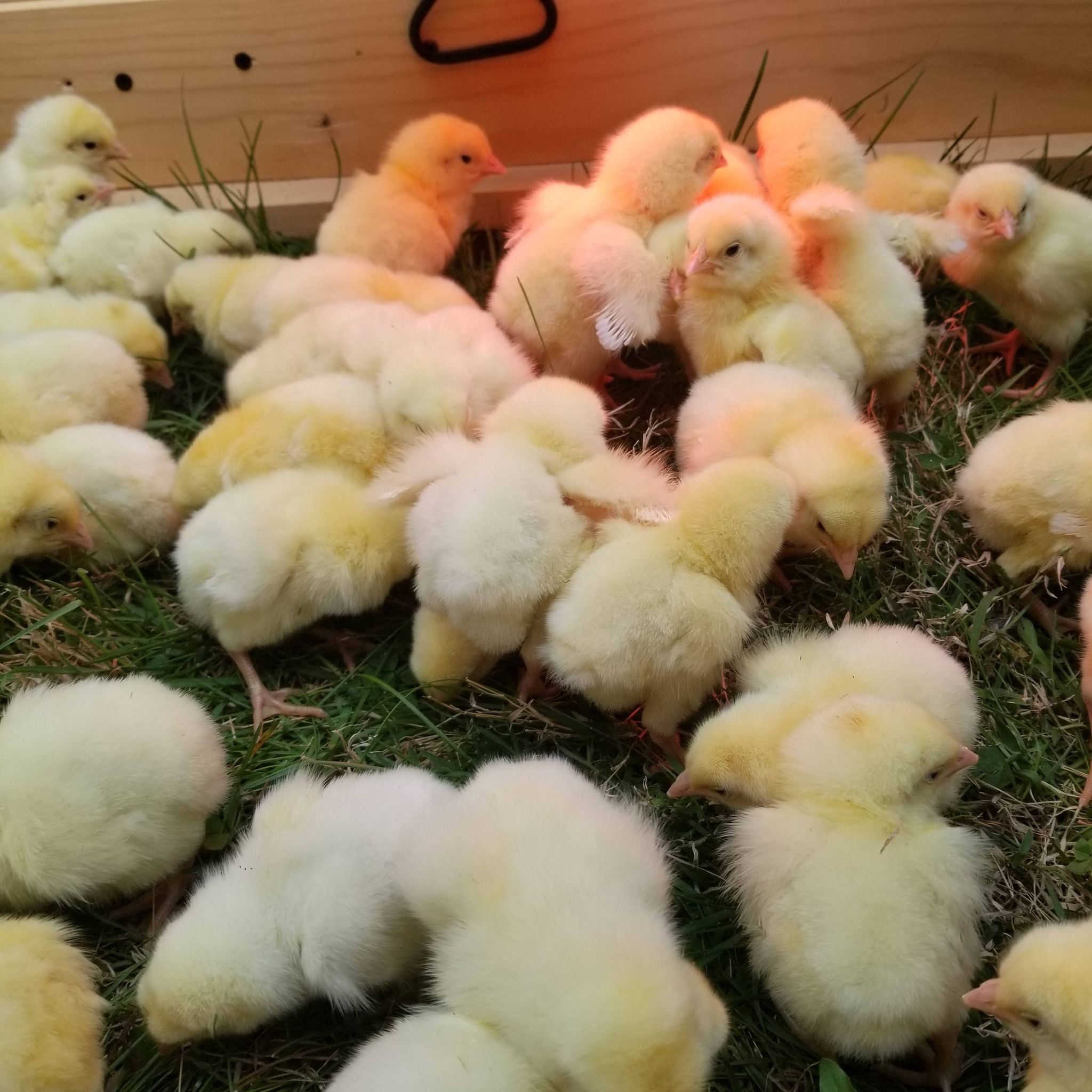 Little Portion Acres