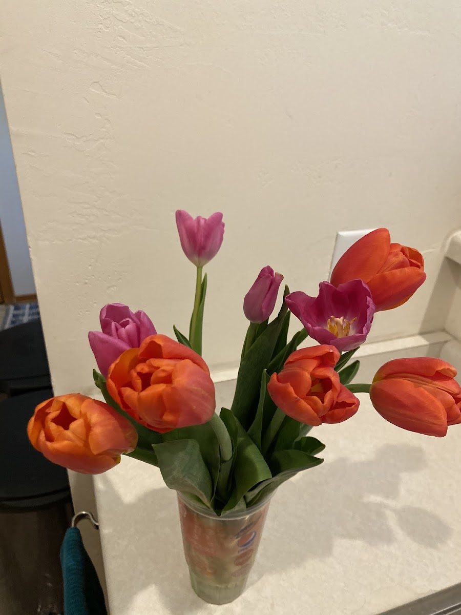 Foxglove Farms photo 3