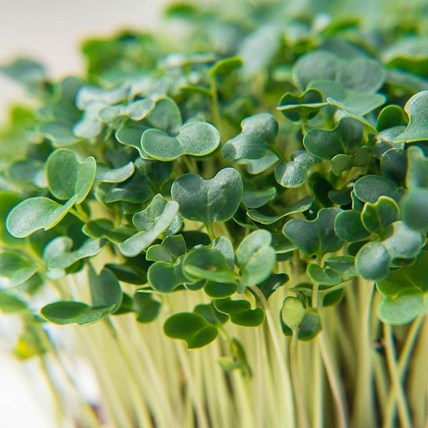 Fair Winds Farmstead