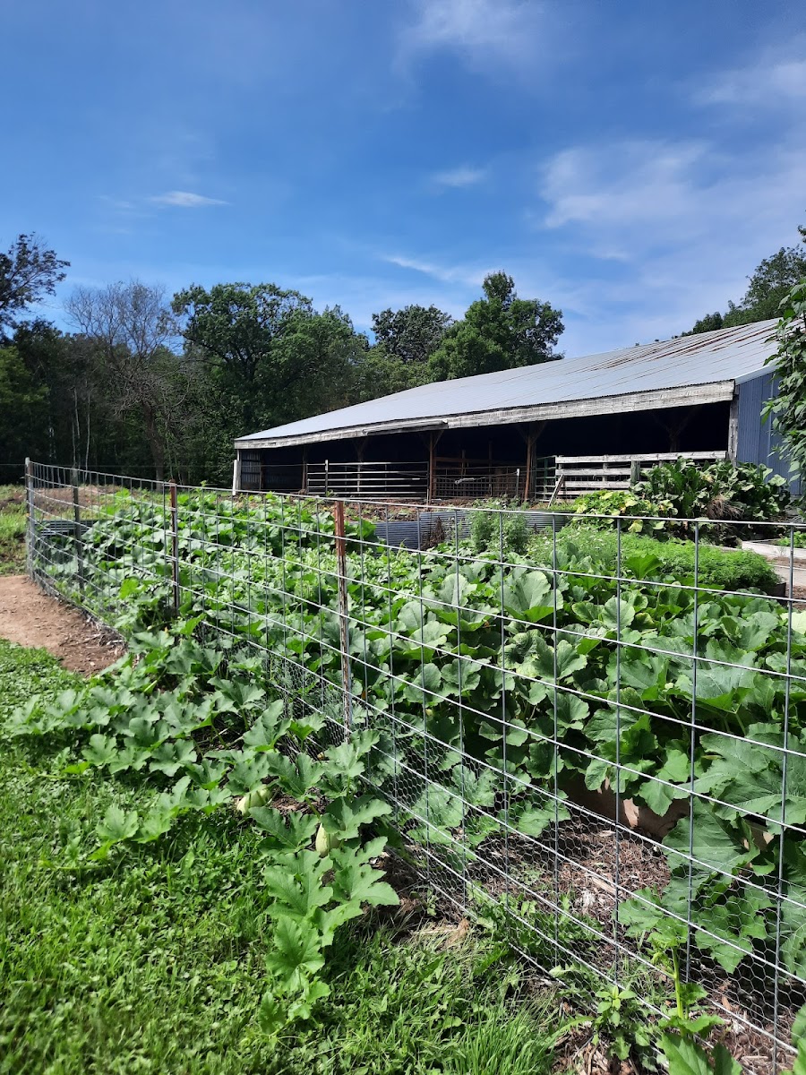 McCann Goat Farm photo 2