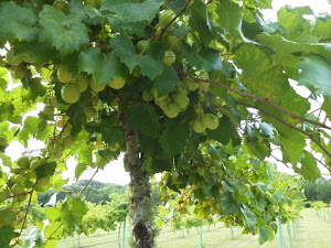Fox Hollow Vineyard photo 3