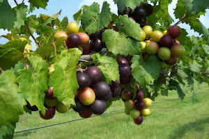Fox Hollow Vineyard photo 4