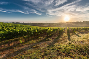 Fox Hollow Vineyard photo 7