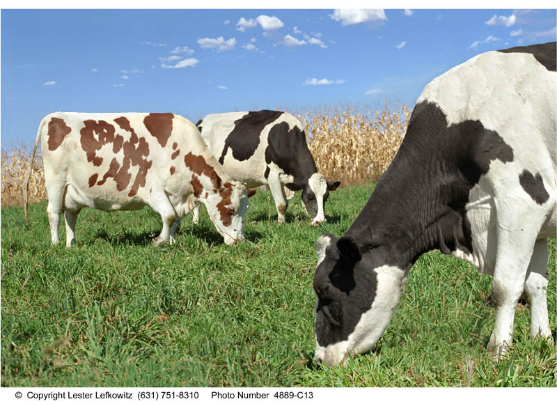 Ronnybrook Farm Dairy - Union Square