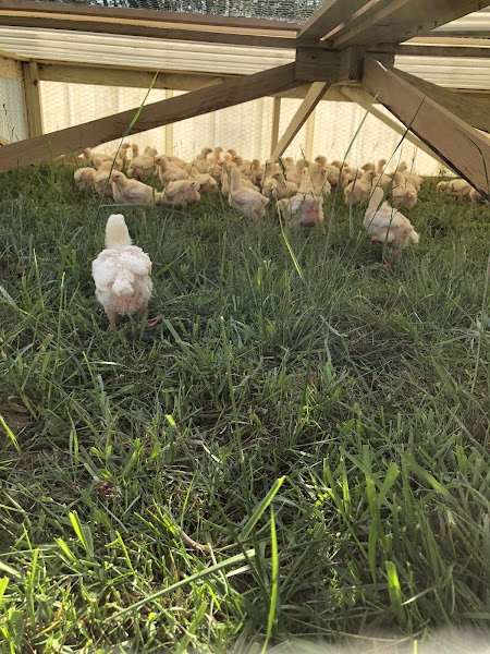Delhi Sustainable Farms photo 5