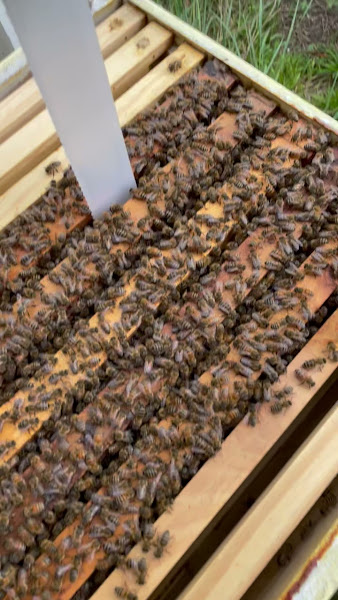 Secret Garden Bees