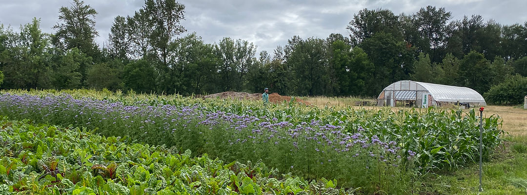 Little Wings Farm photo 31