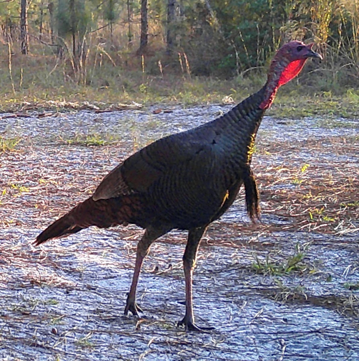 Allison Family Farm LLC photo 28