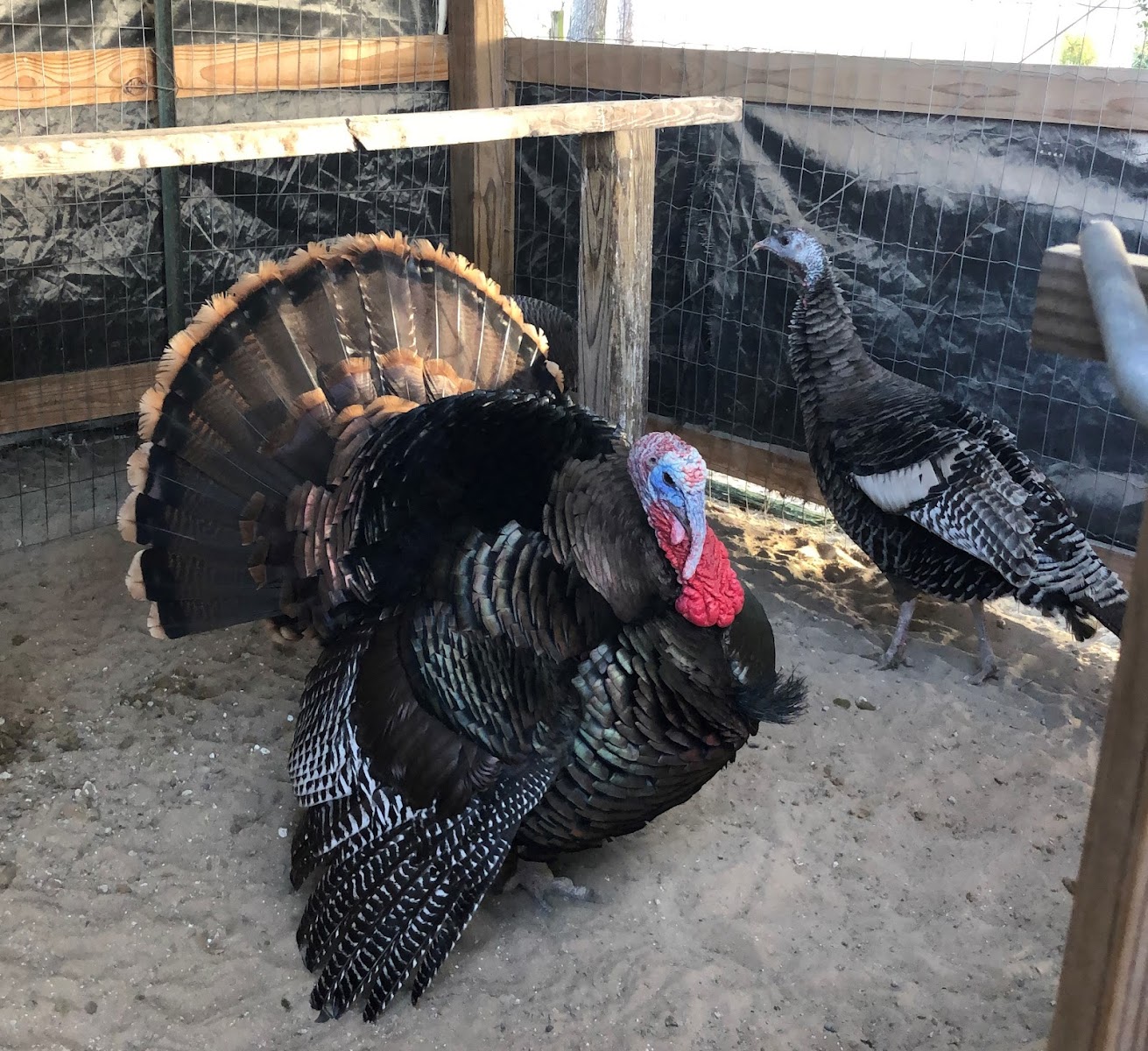 Allison Family Farm LLC photo 29