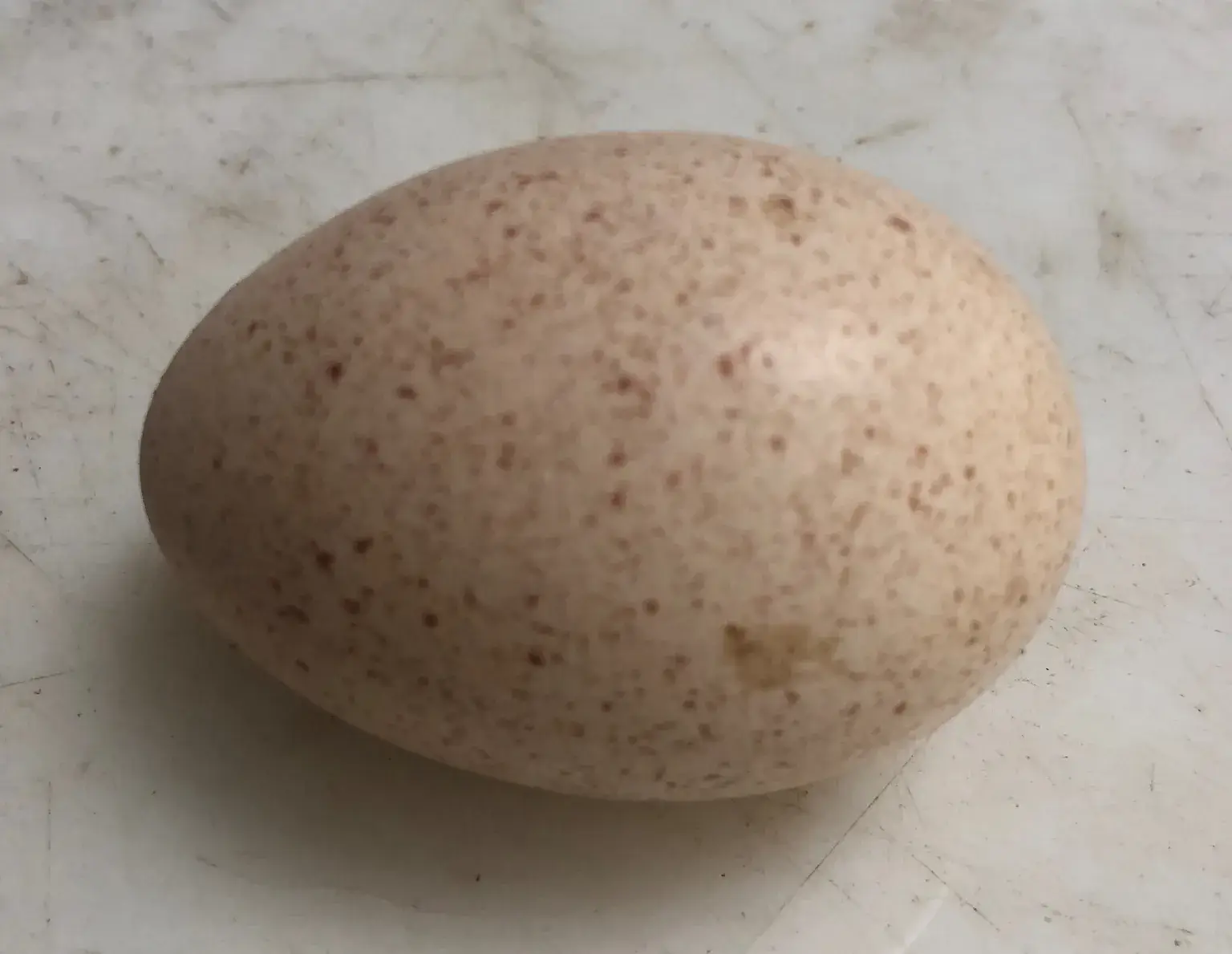 Allison Family Farm LLC