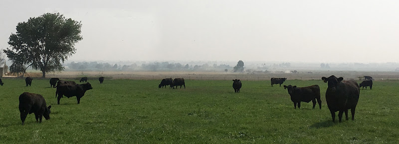 Valli-Hi Angus Ranch