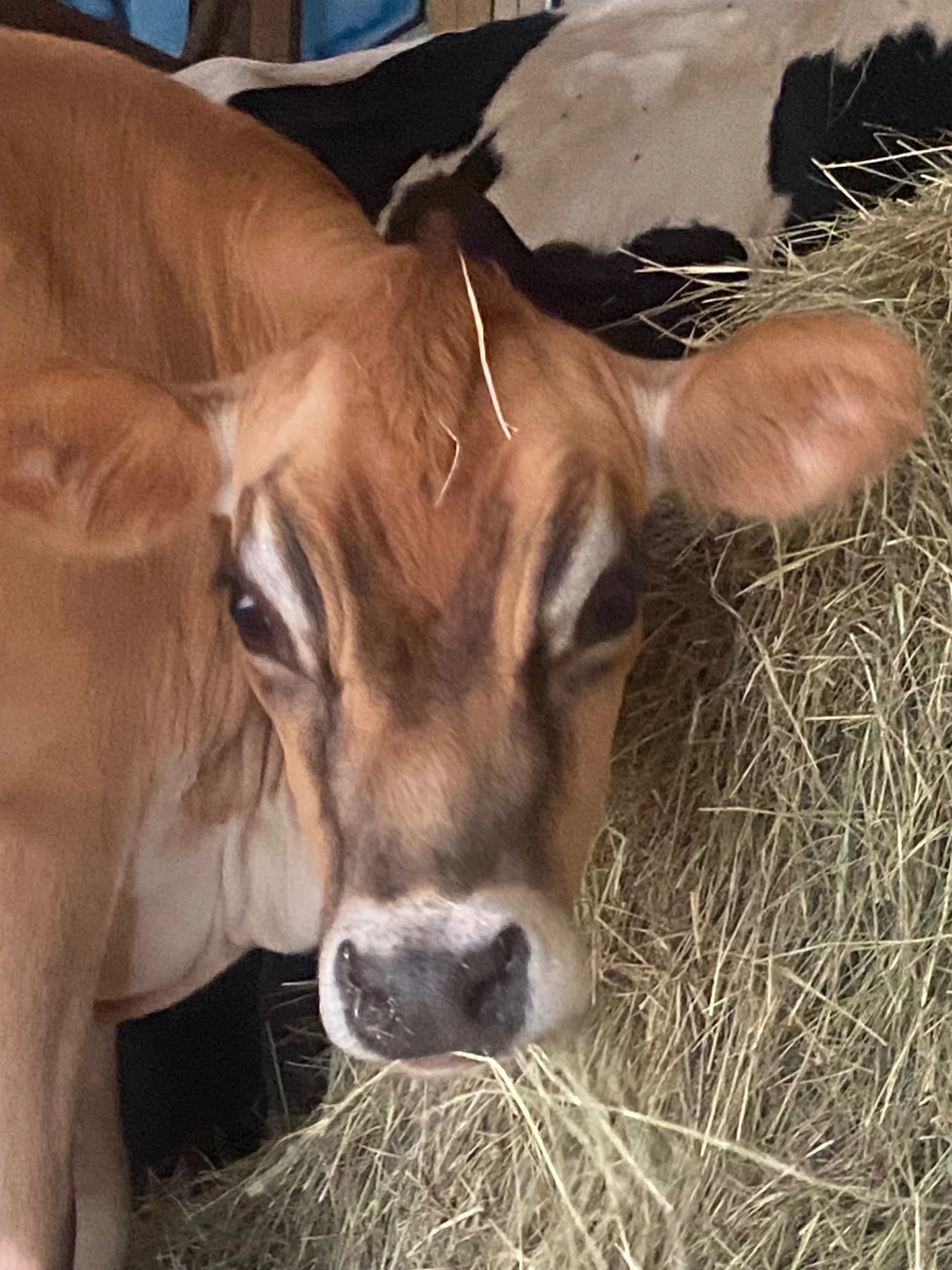 A Baker’s Dozen Farm photo 4