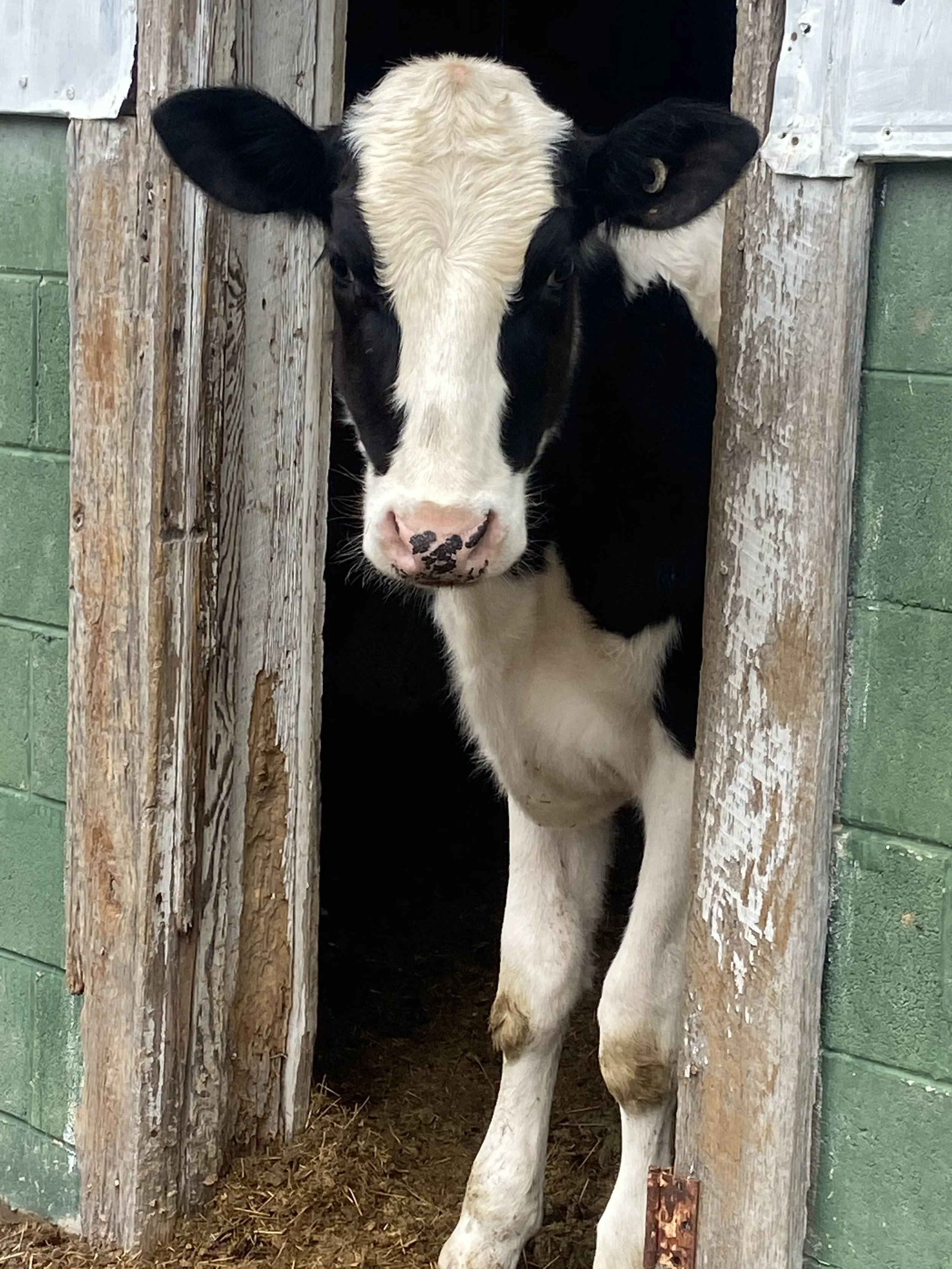 A Baker’s Dozen Farm photo 5